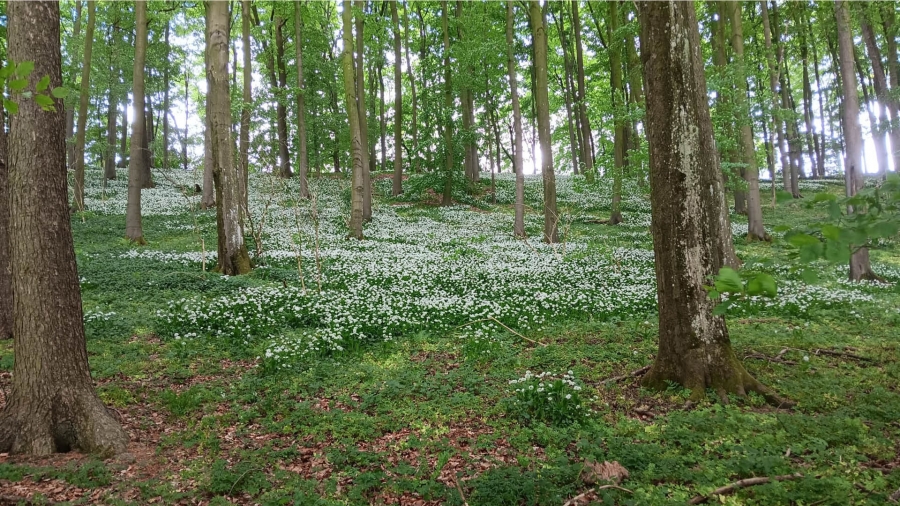 Mehr Natur ohne Verbote ist das erklärte Ziel Foto: Kreis Paderborn